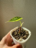 Alocasia Baginda ‘Dragon Scale’– Plant in self-watering pot
