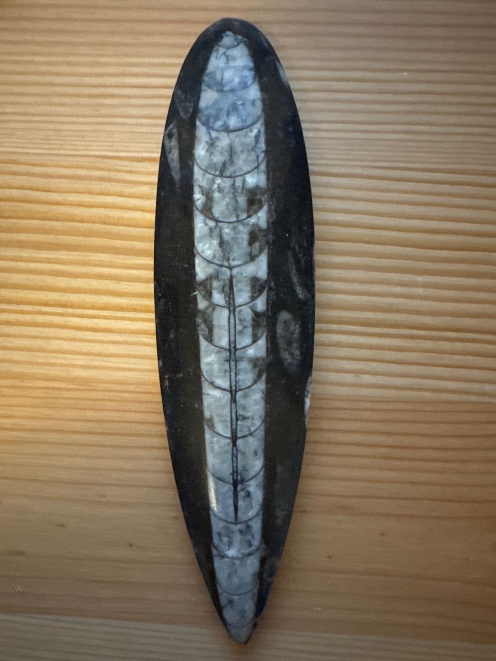 Fossilien: Ammonit und Orthoceras-Fossil – Neu (gemäss Beschreibung) aus Zürich von Tarafo5 2