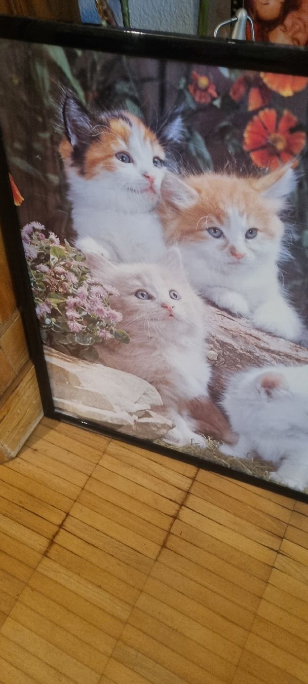 Poster & Bilder: Süsses Katzenbild mit Rahmen gerahmt – Gebraucht aus Basel von Jcva 9