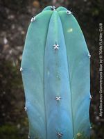 Myrtillocactus Geometrizans Blue - Kaktus blau wie das Meer