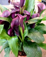 30 cm Seltener Calla "Black Star" 🌾 Rare Calla "Black Star"