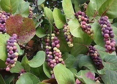 Piante & sementi: Raisinnier de Mer RARE 5g – Nuovo (secondo la descrizione) da Bremblens venduto da FIBONACCI369 2