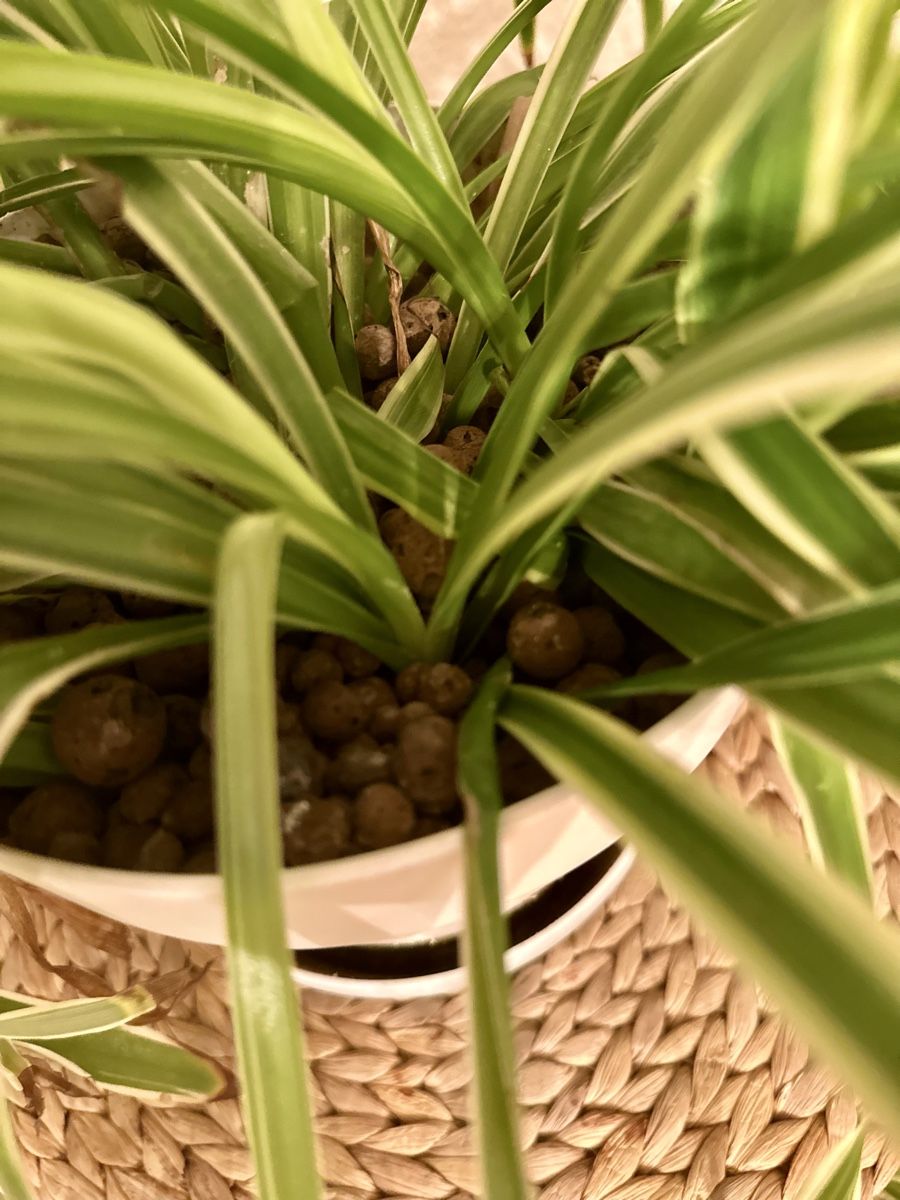 Plantes & graines: Grünlilie – D'occasion à Bern par ACR12 6