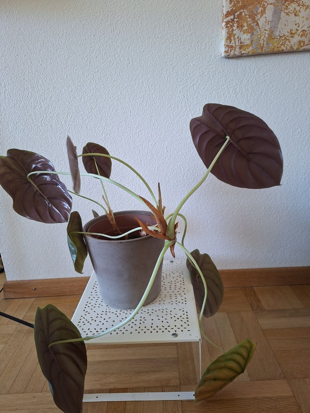 Piante & sementi: Alocasia cuprea red – Usato da Urdorf venduto da jen_5zgb 1