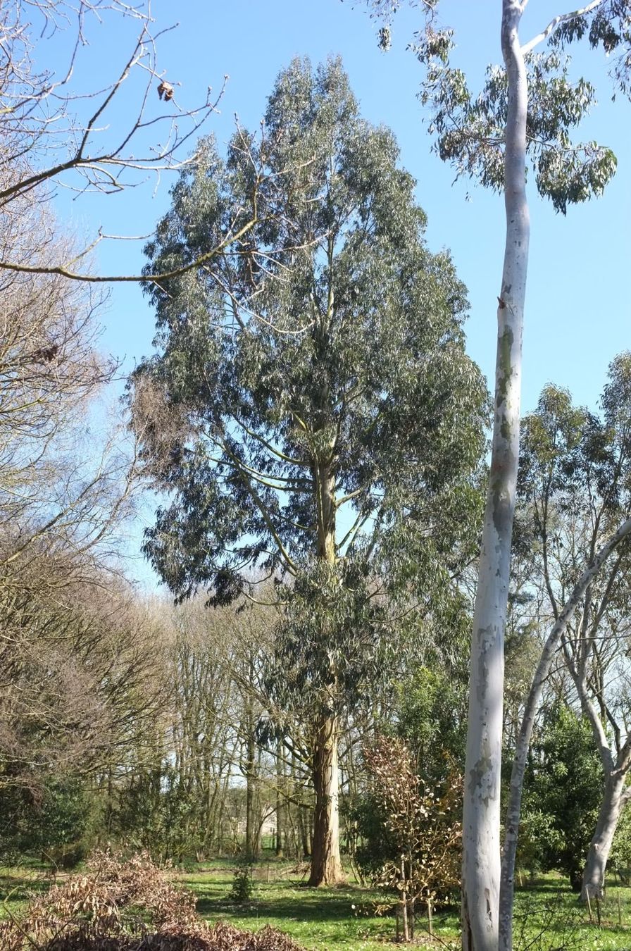 Piante & sementi: Eucalyptus Nitens  2x 15-20cm – Nuovo (secondo la descrizione) da Bremblens venduto da FIBONACCI369