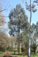 Eucalyptus Nitens  2x 15-20cm