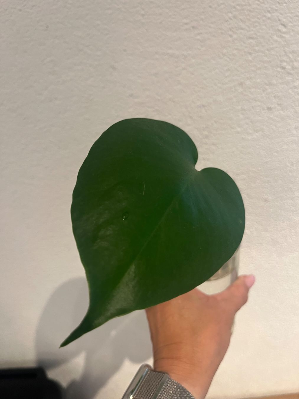 Piante & sementi: Monstera Deliciosa Ableger klein – Usato da Gebenstorf venduto da Shine_088 1