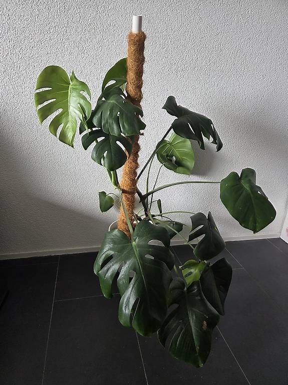 Pflanzen & Samen: Große Monstera mit Kokosstab und Topf – Gebraucht aus Bern von deb_t8fl