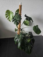 Große Monstera mit Kokosstab und Topf