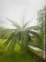 Dicksonia Antartica / Baumfarn - starker Doppelstamm