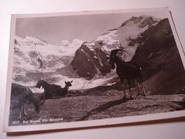 PK Bel Boval, Piz Bernina, um 1943, gelaufen, Steinböcke