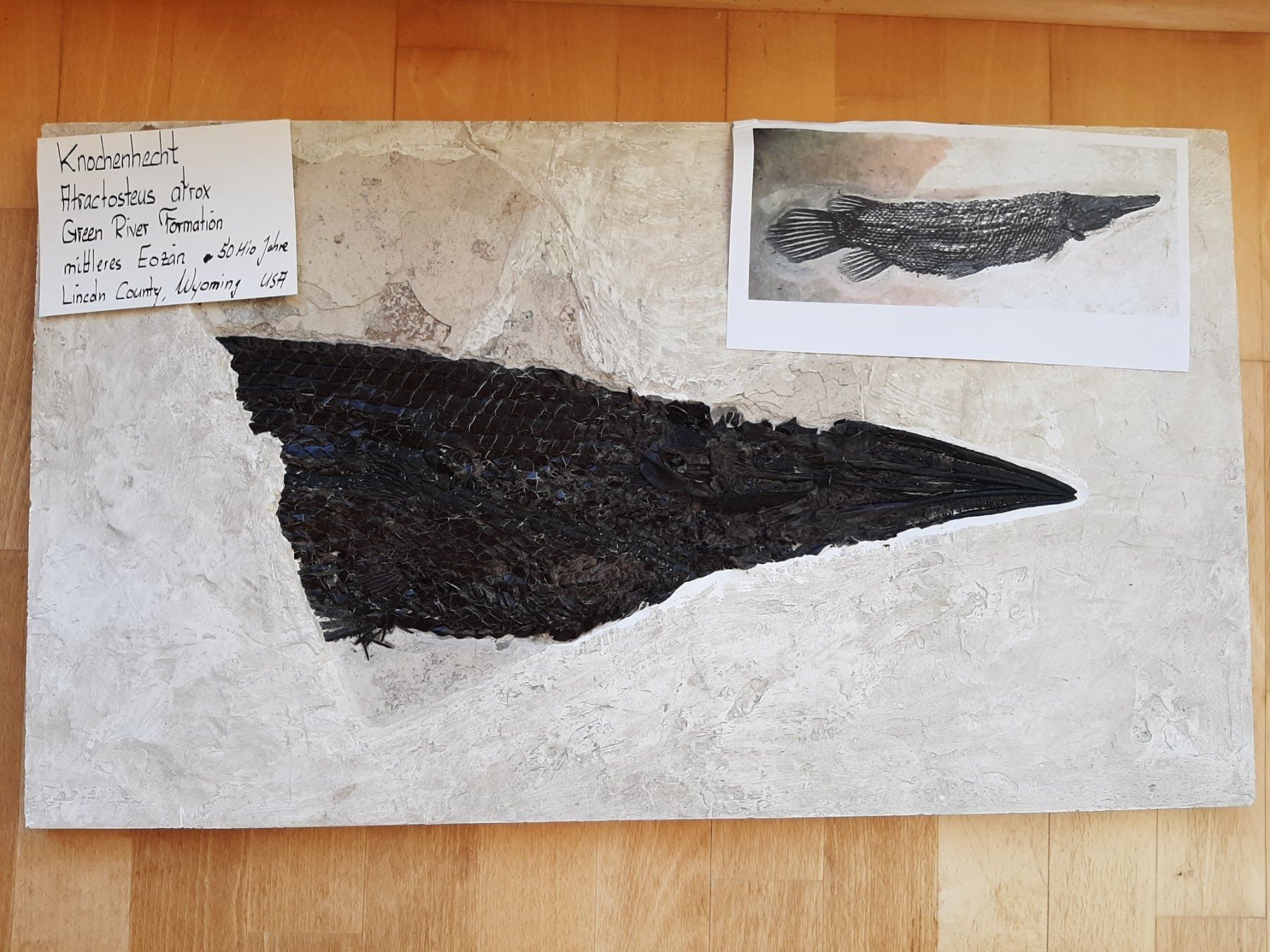 Fossili: Fossiler Fisch, Knochenhecht – Usato da Rickenbach BL venduto da Oktober68