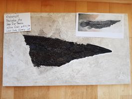 Fossiler Fisch, Knochenhecht
