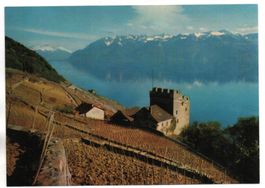 Tour de MARSENS près Chexbres, Weinberg