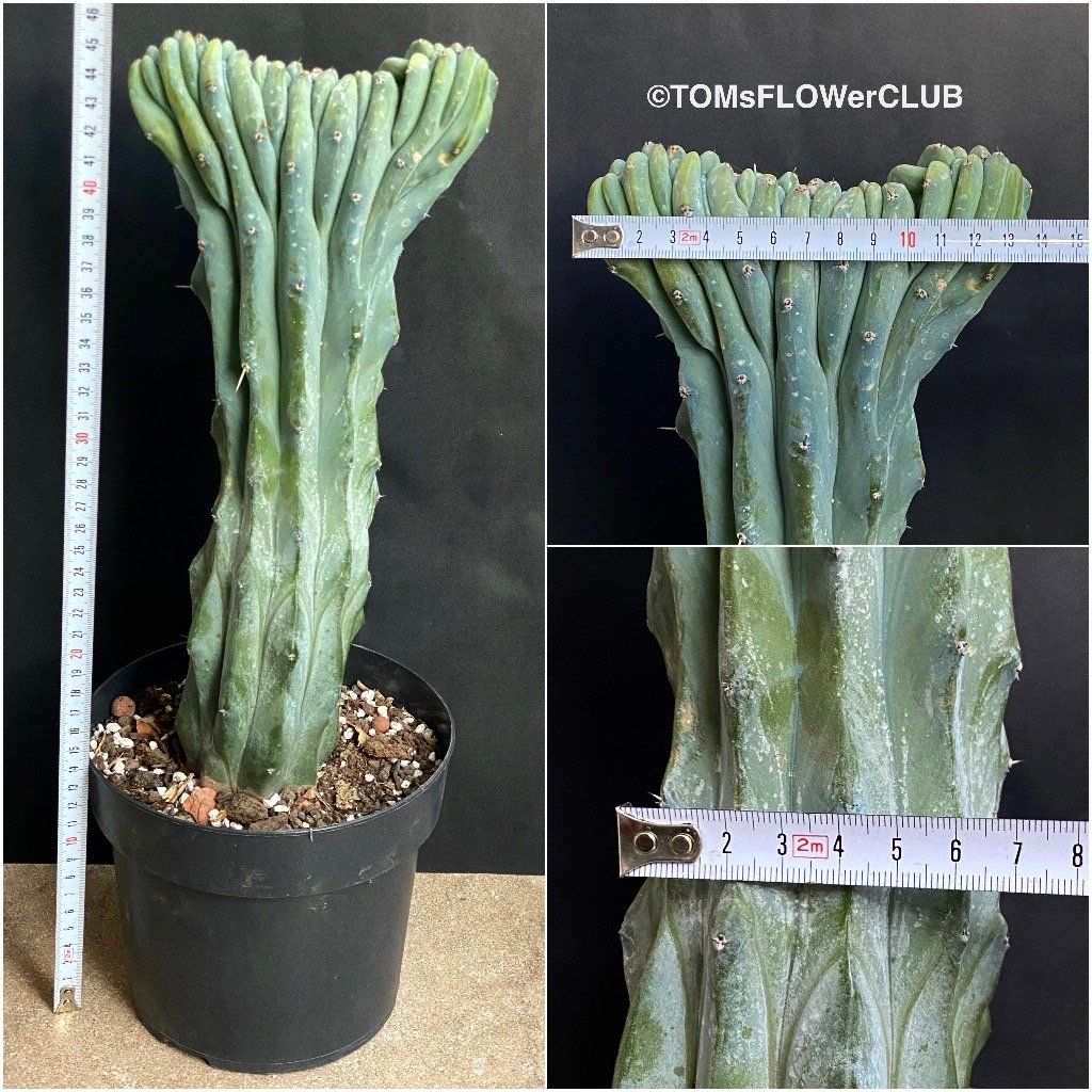 Piante & sementi: Myrtillocactus Geometrizans Cristata Blue - einmalige Form – Nuovo e nell'imballaggio originale da Adliswil venduto da asTOMas963 1