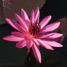 Profile image of rehafach