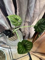 Alocasia Dragon Scale Steckling