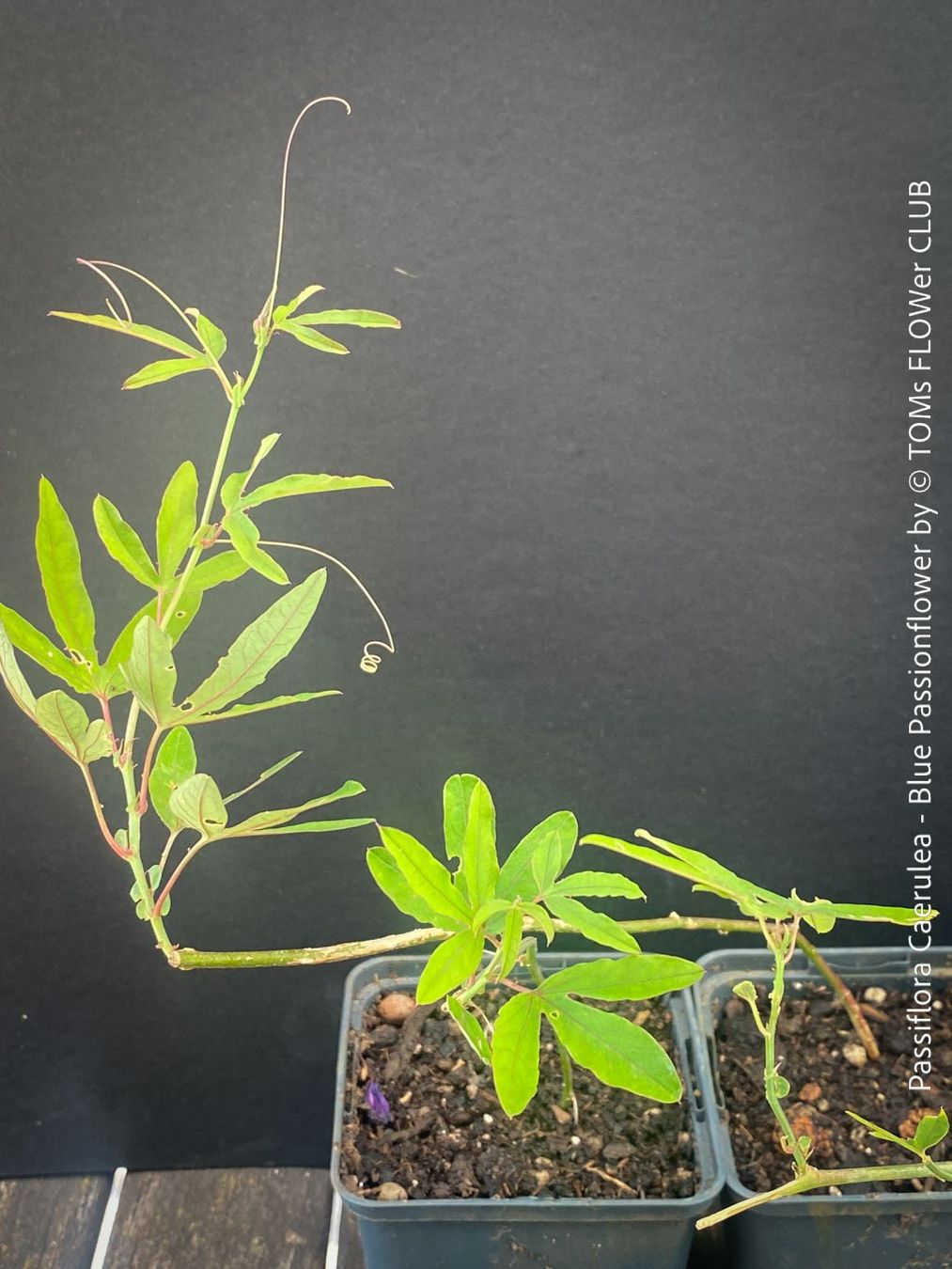 Pflanzen & Samen: Passiflora Caerulea - blaue Passionsblume - winterhart – Neu und originalverpackt aus Adliswil von TAKEYOURPLANT 2