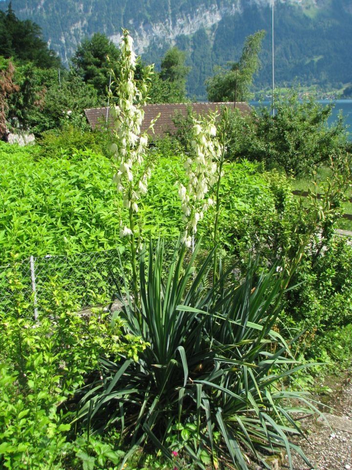Pflanzen & Samen: Yucca - Jungpflanze – Gebraucht aus Krattigen von markus63