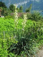 Yucca - Jungpflanze