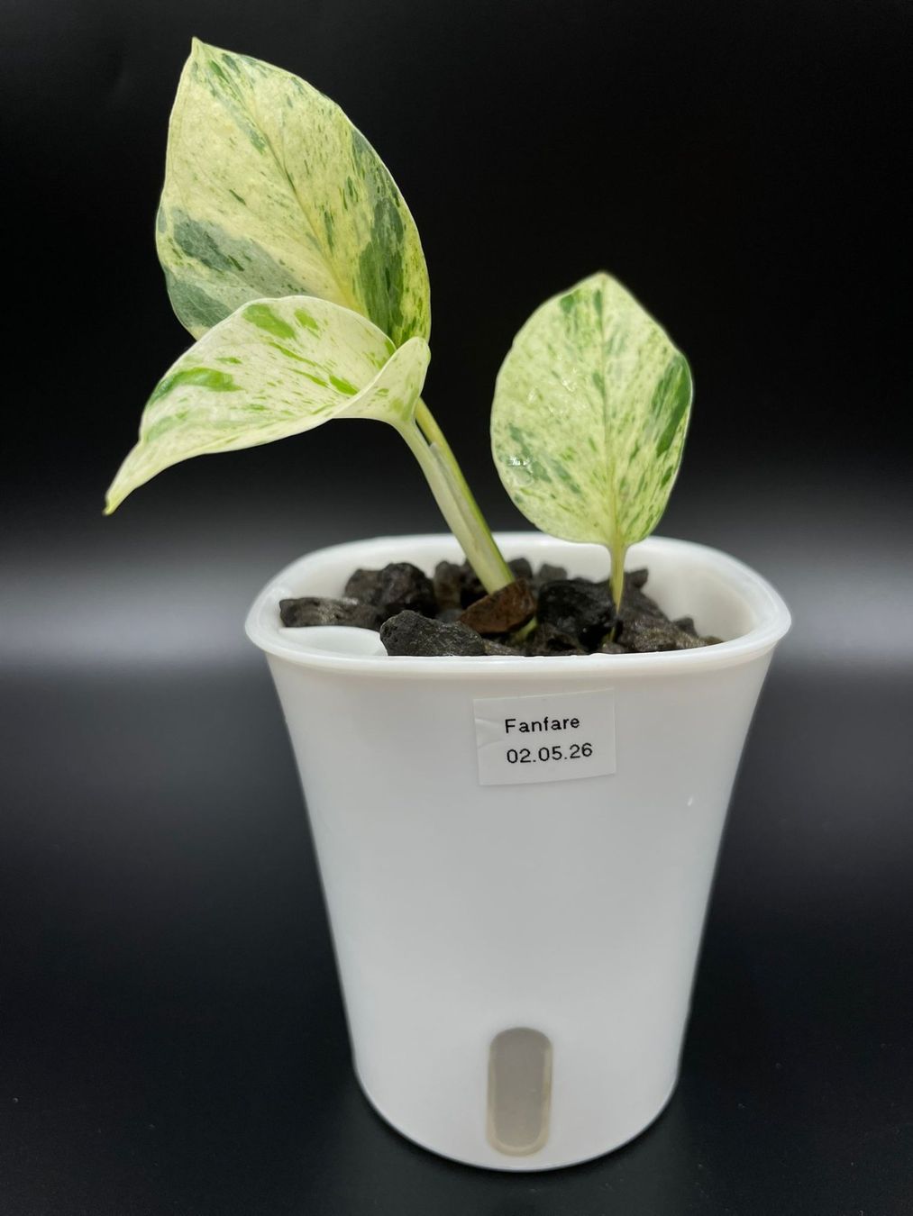 Pflanzen & Samen: Epipremnum aureum 'Teruno Fanfare' in Semihydro – Neu (gemäss Beschreibung) aus Bühler von googelibear 1