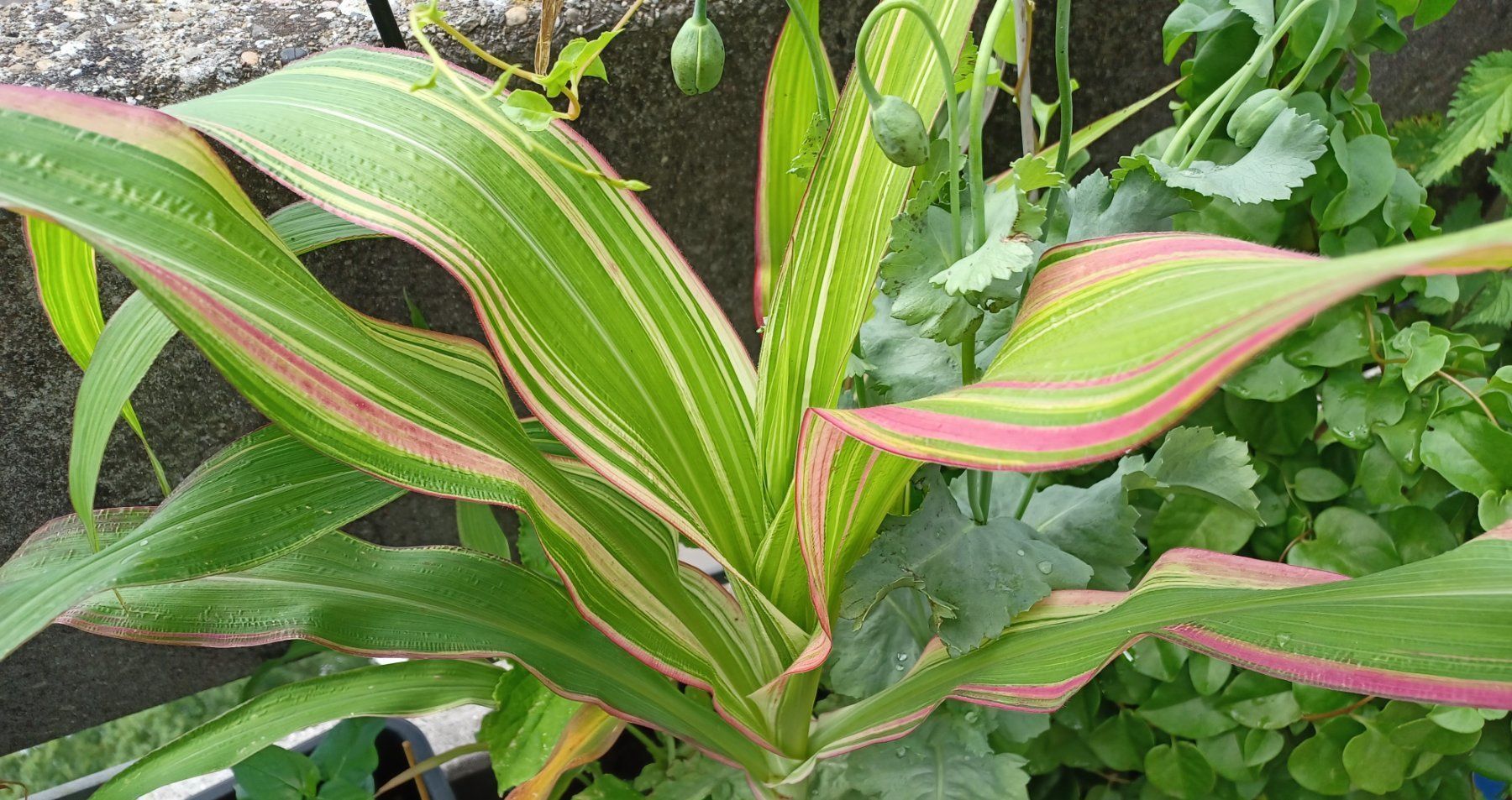 Piante & sementi: Samen Mais  Variegata 5 Stk. – Usato da Schwaderloch venduto da bademeister79 2