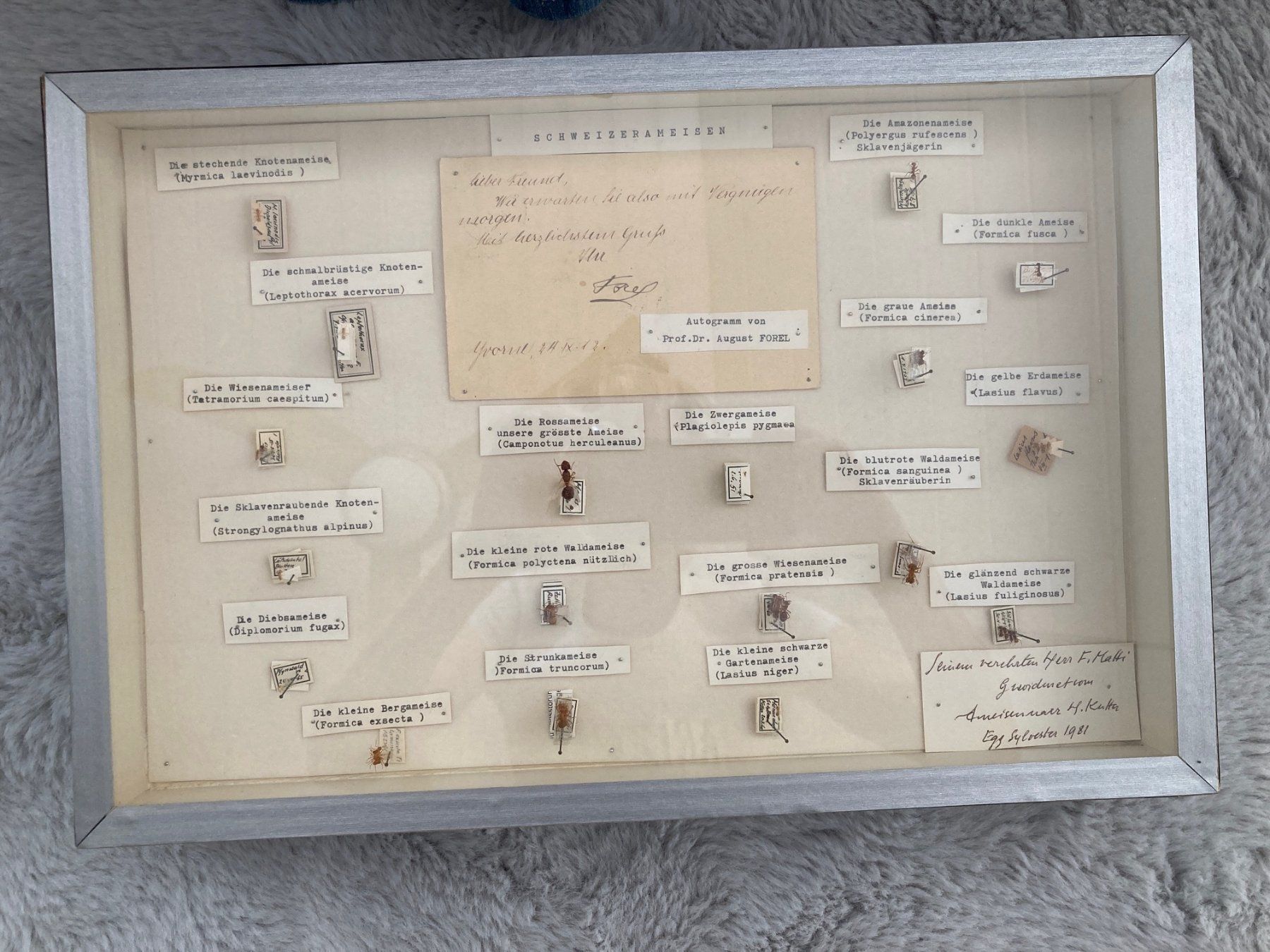Poster & Bilder: Ameisen-Schaukasten Prof. Dr. August Forel – Gebraucht aus Volketswil von Aphro99