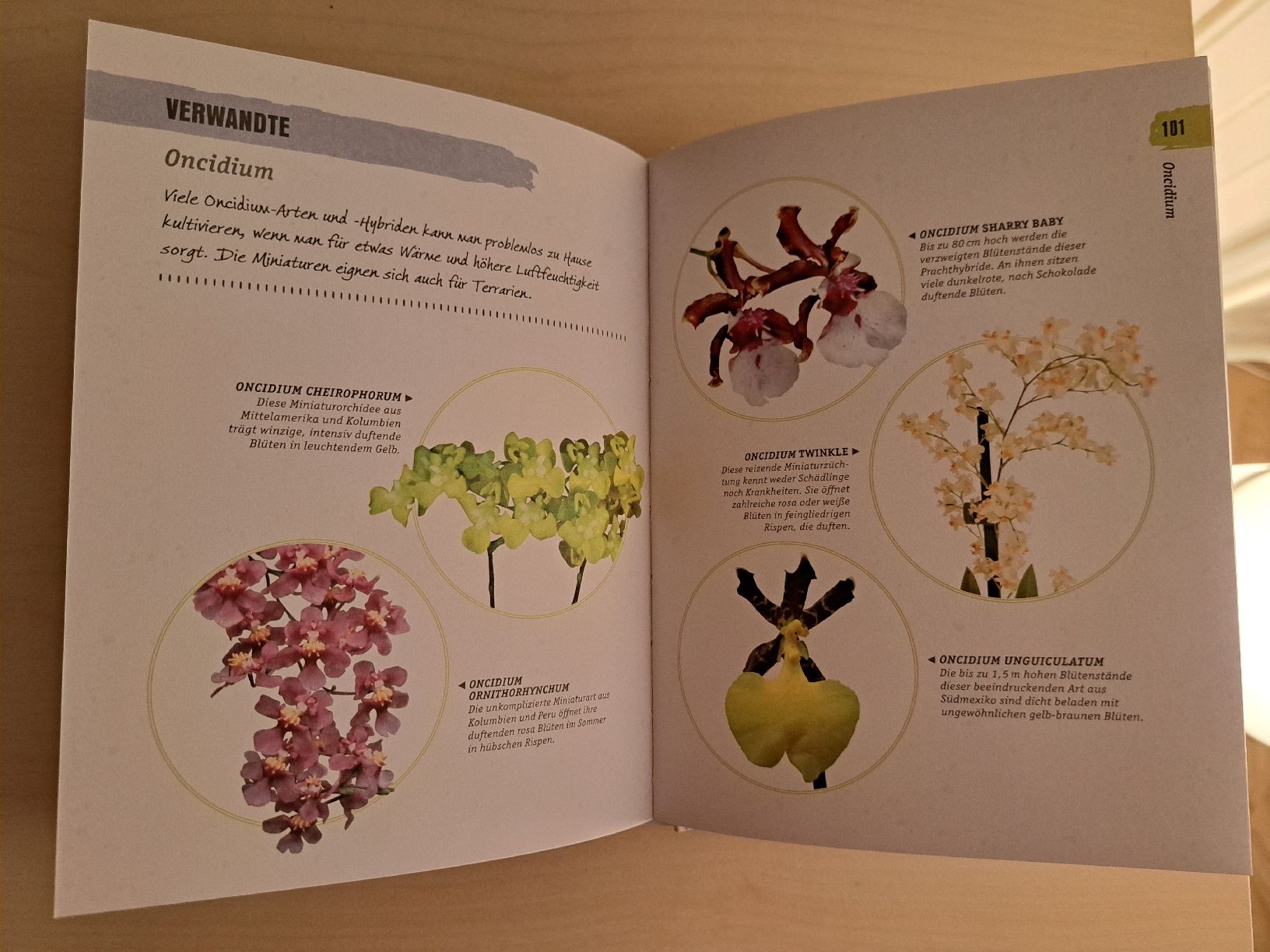 Libri: neu und unbenutzt: Orchideen Buch – Nuovo (secondo la descrizione) da Uzwil venduto da eri_lz5x 4