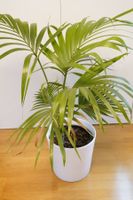 Palme