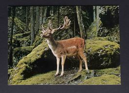 AK Natur und Tierpark Goldau Damhirsch