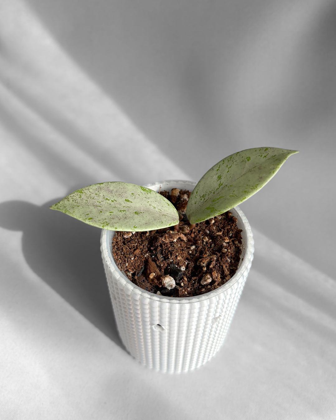 Pflanzen & Samen: Hoya Pubicalyx Pink Silver Ghost – Neu (gemäss Beschreibung) aus Seuzach von animaplants 1