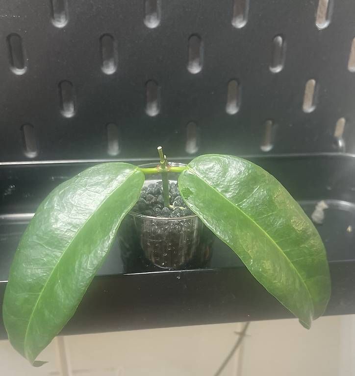 Plantes & graines: Hoya chlorantha  – D'occasion à Schönholzerswilen par Leavylounge