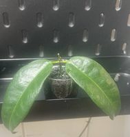 Hoya chlorantha 
