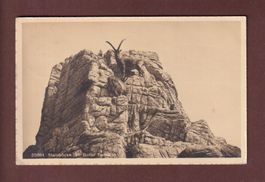 ST. GALLEN - Wildpark Peter und Paul - 1919