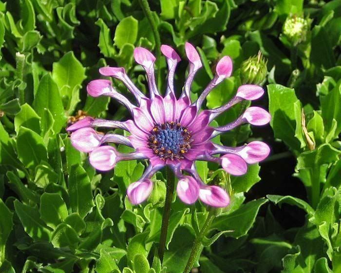 Piante & sementi: Osteospermum ecklonis  FLEUR RARE  10g – Nuovo (secondo la descrizione) da Bremblens venduto da FIBONACCI369 3