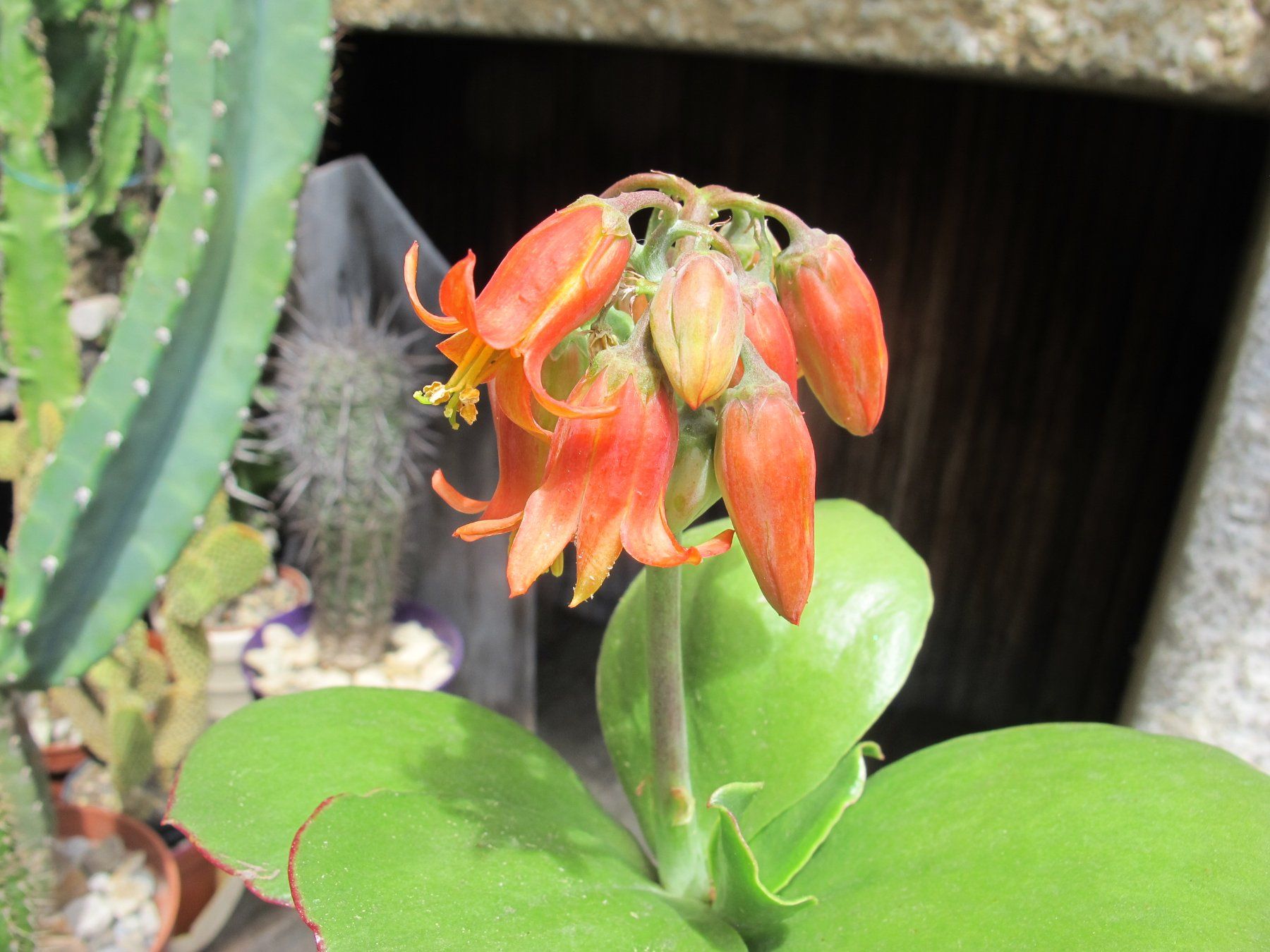 Piante & sementi: Cotyledon    ( orbiculata var. oblonga 'Macrantha' ) – Usato da Emmenbrücke venduto da Tacitus0
