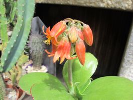 Cotyledon    ( orbiculata var. oblonga 'Macrantha' )