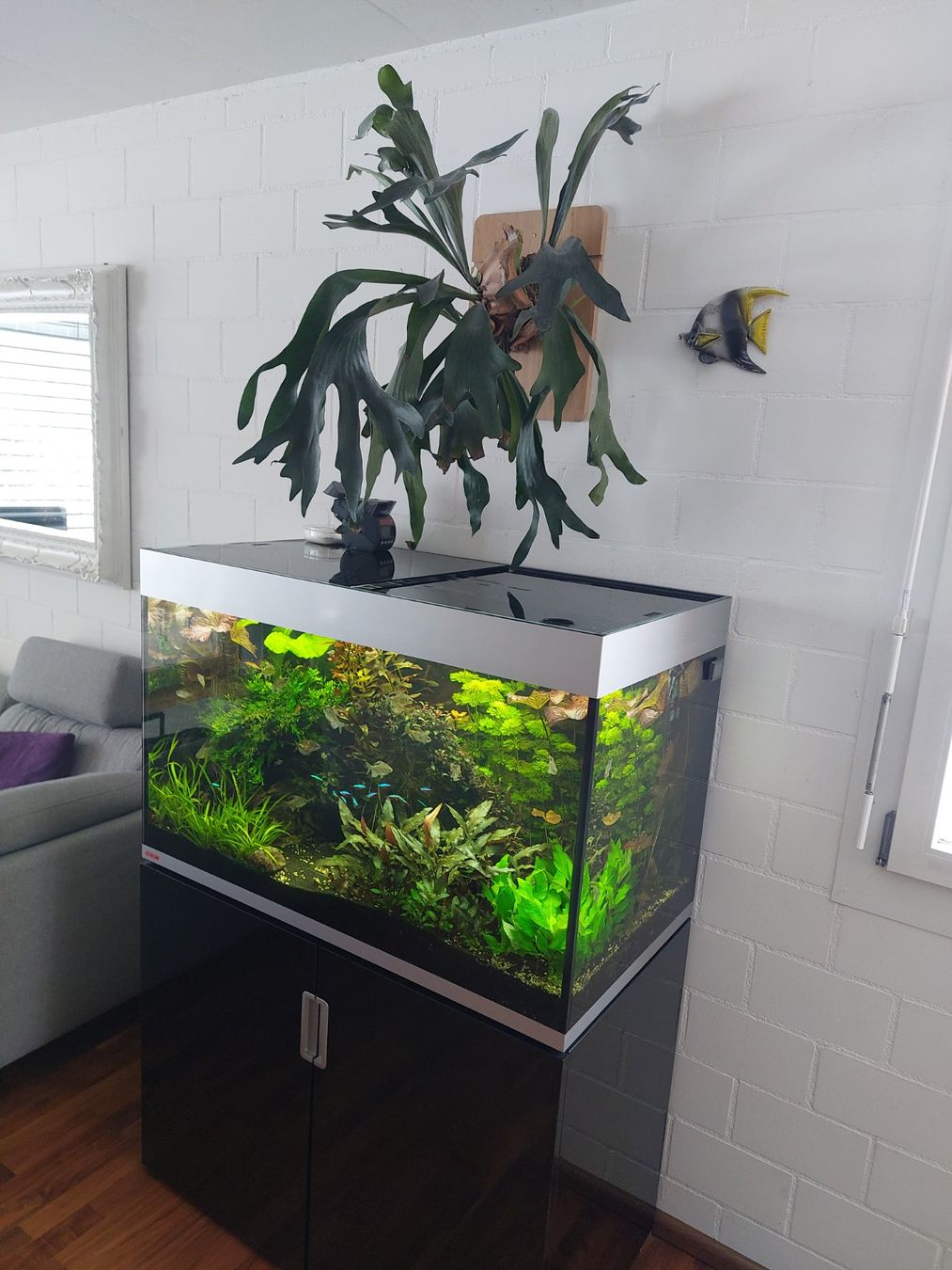 Eheim Aquarium: Aquarium EHEIM Incpiria 300 – Gebraucht aus Rämismühle von TrainClimb89 3