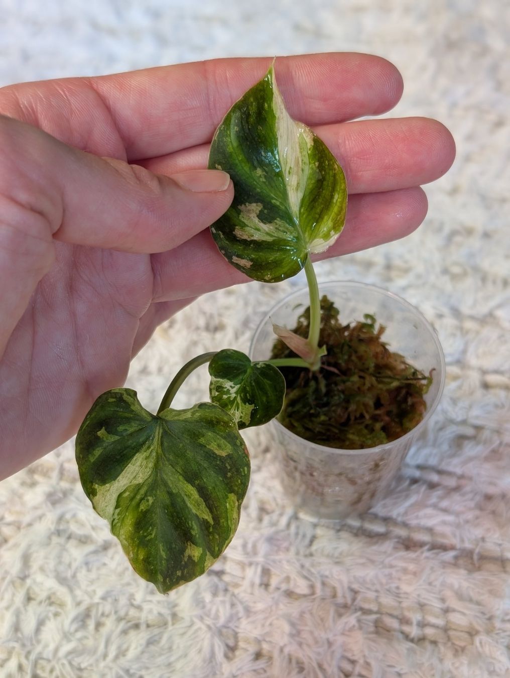 Piante & sementi: Philodendron Verrucosum Pink Galaxy Variegata – Usato da Faulensee venduto da plantmama 1