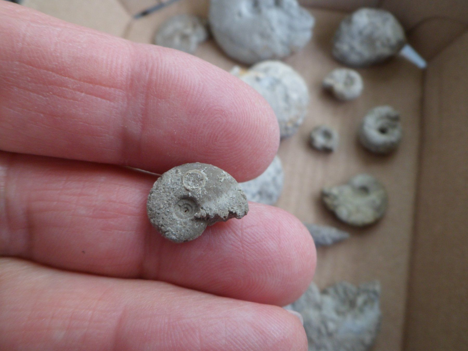 Fossili: Kleine Fossilien Sammlung Schweiz – Usato da Affoltern am Albis venduto da Fossil60 5