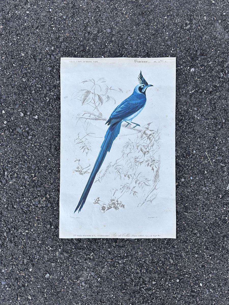 Grafica & Litografie: alte Vogel illustration - Charles d‘Orbigny – Usato da Zürich venduto da frauflufelberg