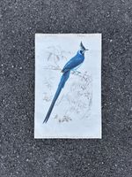 alte Vogel illustration - Charles d‘Orbigny