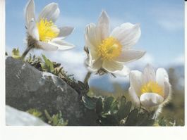 Anemone, Engadin Press Samedan, ca. 1980