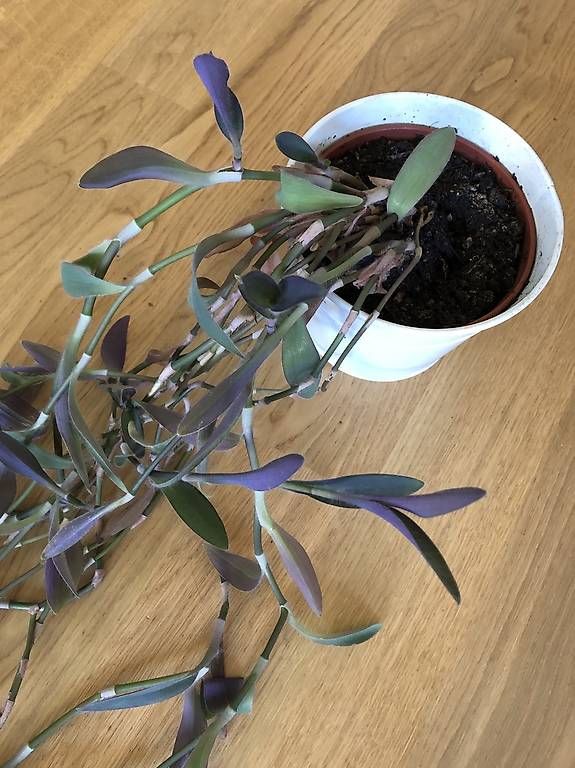 Pflanzen & Samen: Dreimasterblume Hängepflanze – Gebraucht aus Rüti ZH von Nottinghill2 1