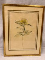 Detailliertes Aquarell mit Johannisblumen 37.5 x 28.5 cm