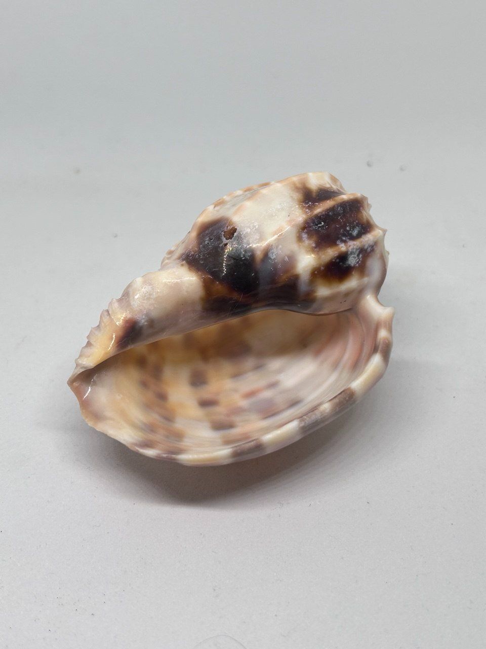 Fossili: Conchiglia Harpa Davidis 7 cm circa – Usato da Giubiasco venduto da LorisVale