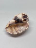 Conchiglia Harpa Davidis 7 cm circa