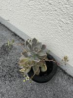Schöne Sukkulente im Topf