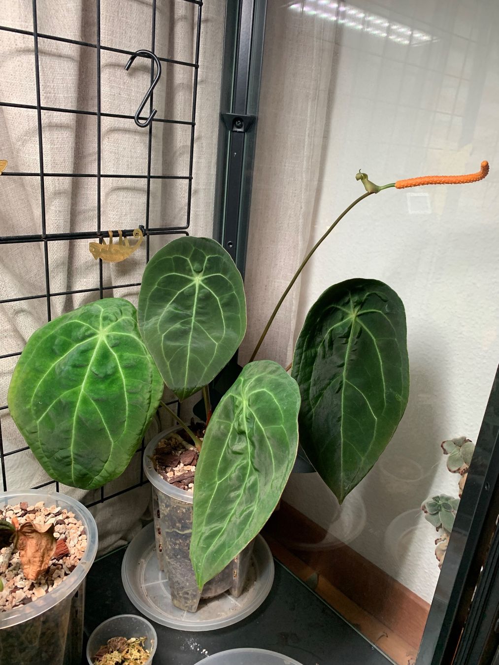 Anthurium Velvet Mask (Gebraucht) in Zrich fr CHF 45  nur Abholung auf  Ricardo kaufen