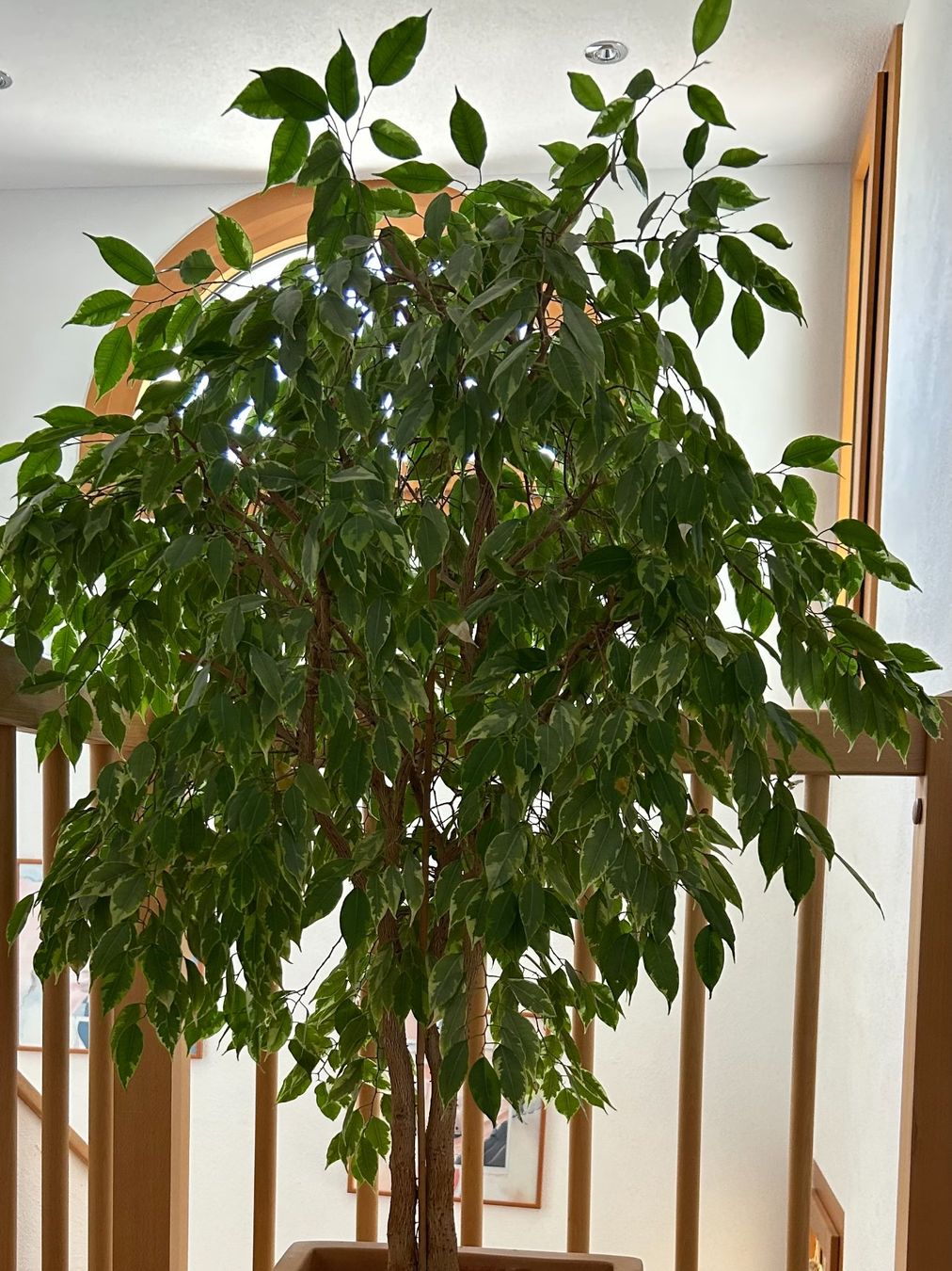 Pflanzen & Samen: Ficus benjamina im Pflanztopf – Gebraucht aus Galgenen von Heili 1